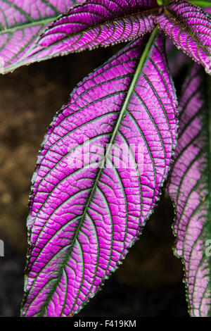 Bouclier perse ; Strobilanthes ; Dyeranus Acanthaceae ; Hawaii Tropical Botanical Garden Nature Preserve ; Big Island, Hawaii, USA Banque D'Images