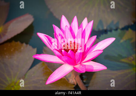 Une fleur de lotus, Nymphaea nouchali Star Banque D'Images