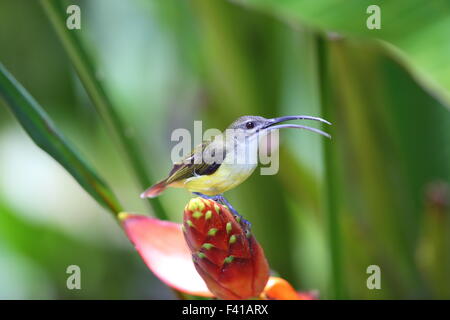 Peu spiderhunter (Arachnothera longirostra) à Bornéo Banque D'Images