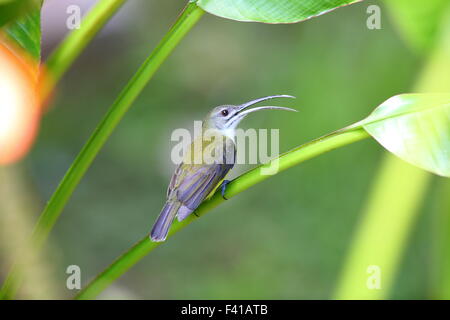 Peu spiderhunter (Arachnothera longirostra) à Bornéo Banque D'Images