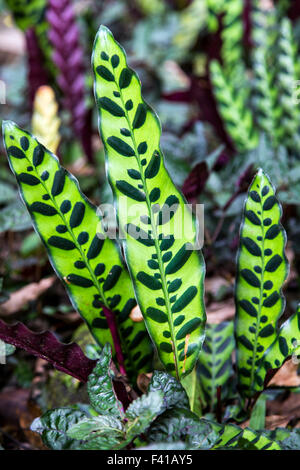 Calathea lancifolia ; Hawaii Tropical Botanical Garden Nature Preserve ; Big Island, Hawaii, USA Banque D'Images