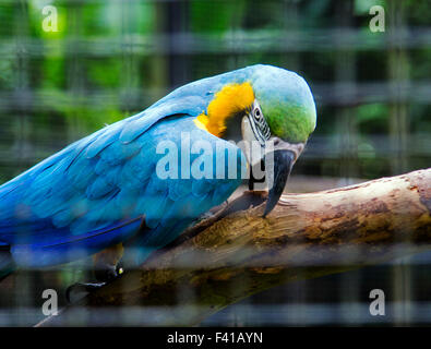 Colorful parrot, Hawaii Tropical Botanical Garden Nature Preserve ; Big Island, Hawaii, USA Banque D'Images