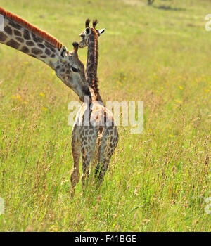 Girafe femelle en Afrique avec un veau. Banque D'Images