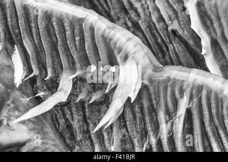 Les structures de glace sur un rocher, Laponie, Suède Banque D'Images