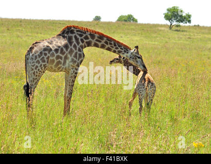 Girafe femelle en Afrique avec un veau. Banque D'Images