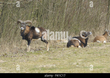 Les mouflons Banque D'Images