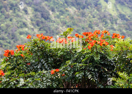 African Tulip Tree ou arbre de la flamme ; Spathodea Campanulata ; Grande Île d'Hawai'i ; USA Banque D'Images