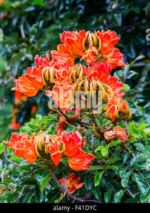 African Tulip Tree ou arbre de la flamme ; Spathodea Campanulata ; Grande Île d'Hawai'i ; USA Banque D'Images