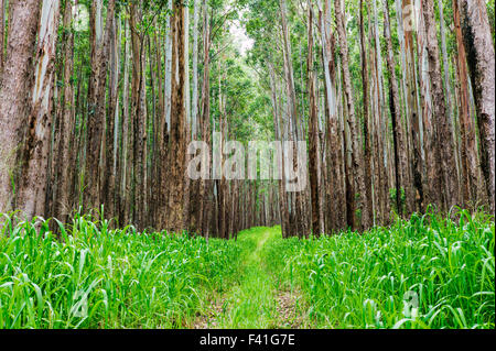 Grands peuplements d'eucalyptus ; Eucalyptus grandis ; canne à sucre ; des terres autrefois le long de la côte Hamakua ; Grande Île d'Hawai'i Banque D'Images