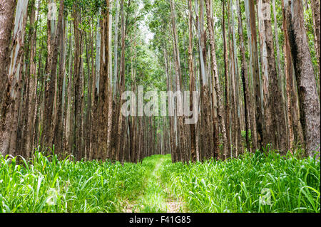 Grands peuplements d'eucalyptus ; Eucalyptus grandis ; canne à sucre ; des terres autrefois le long de la côte Hamakua ; Grande Île d'Hawai'i Banque D'Images