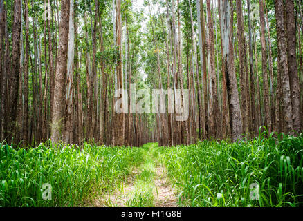 Grands peuplements d'eucalyptus ; Eucalyptus grandis ; canne à sucre ; des terres autrefois le long de la côte Hamakua ; Grande Île d'Hawai'i Banque D'Images