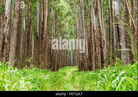 Grands peuplements d'eucalyptus ; Eucalyptus grandis ; canne à sucre ; des terres autrefois le long de la côte Hamakua ; Grande Île d'Hawai'i Banque D'Images