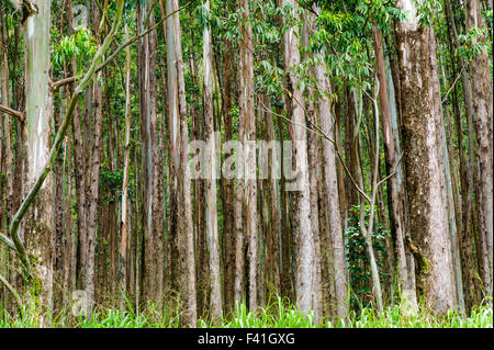 Grands peuplements d'eucalyptus ; Eucalyptus grandis ; canne à sucre ; des terres autrefois le long de la côte Hamakua ; Grande Île d'Hawai'i Banque D'Images