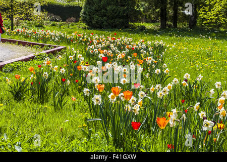 Pré des fleurs de printemps avec des tulipes, des lis carême Banque D'Images