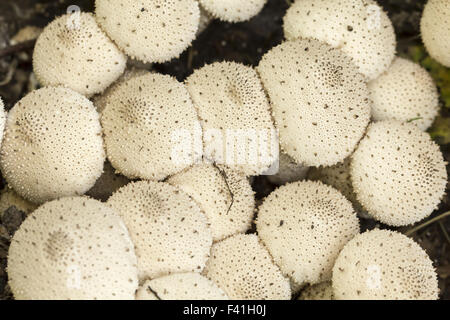 Vesse-de-commune (Lycoperdon perlatum) Banque D'Images