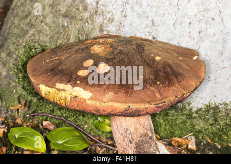 Tige en pointillés, champignons bolets de Allemagne Banque D'Images