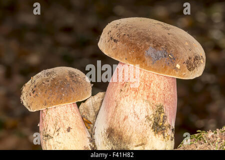 Tige en pointillés, champignons bolets de Allemagne Banque D'Images