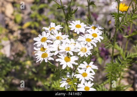 Chrysanthemum corymbosum tanaisie, Corymbflower Banque D'Images