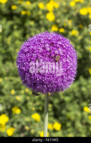 Allium giganteum, oignon géant avec bee Banque D'Images