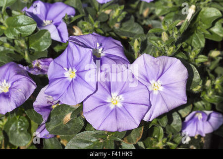 Convolvulus Blaue Maurice, gloire du matin Banque D'Images