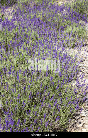 Lavandula angustifolia, la lavande commune Banque D'Images
