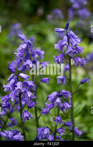 Hyacinthoides, Endymion non-scriptus Scilla ou non-scripta est une plante vivace bulbeuse communément connue sous le nom de bluebell Banque D'Images