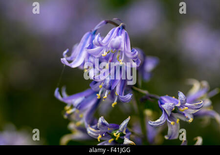 Hyacinthoides, Endymion non-scriptus Scilla ou non-scripta est une plante vivace bulbeuse communément connue sous le nom de bluebell Banque D'Images