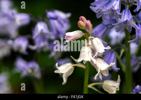 Hyacinthoides, Endymion non-scriptus Scilla ou non-scripta est une plante vivace bulbeuse communément connue sous le nom de bluebell Banque D'Images