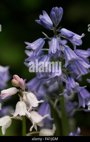 Hyacinthoides, Endymion non-scriptus Scilla ou non-scripta est une plante vivace bulbeuse communément connue sous le nom de bluebell Banque D'Images
