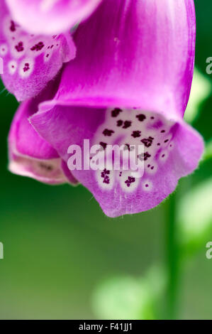 Trouver belles fleurs digitale en plein soleil avec un arrière-plan flou Banque D'Images