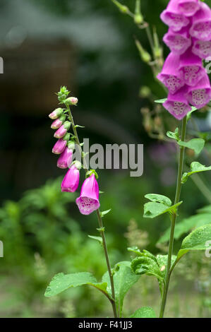 Trouver belles fleurs digitale en plein soleil avec un arrière-plan flou Banque D'Images