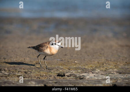 Kittlitz's Plover ou Kittlitz's Sandplover Charadrius pecuarius) (Parc National du Djoudj, Sénégal, Banque D'Images