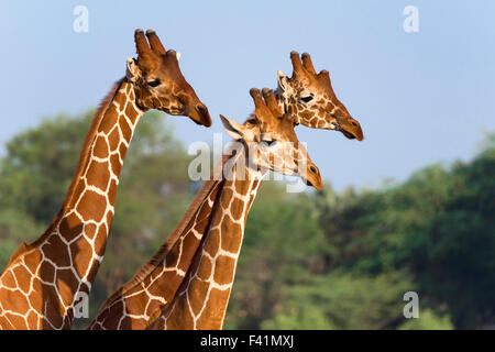 Trois girafes réticulés ou Somali (Giraffa camelopardalis reticulata), Samburu National Reserve, Kenya Banque D'Images
