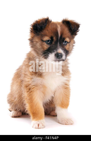 Chiot isolé sur fond blanc Banque D'Images