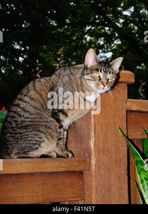 Chat Tigré domestique nommé Mini sur fence Banque D'Images