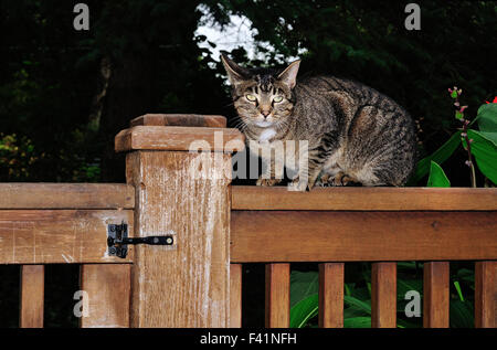 Chat Tigré domestique nommé Mini sur fence Banque D'Images