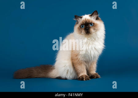 British longhair cat, l'âge de 7 mois, seal point Banque D'Images