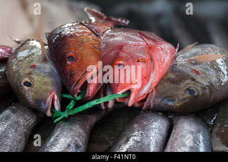 Les poissons fraîchement pêchés en vente au marché aux poissons, Sir Selwyn Selwyn-Clarke Market, Victoria, Mahe, Seychelles Banque D'Images