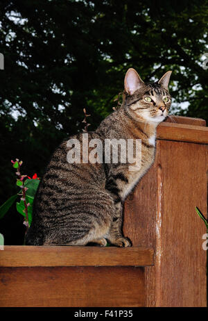 Chat Tigré domestique nommé Mini sur fence Banque D'Images