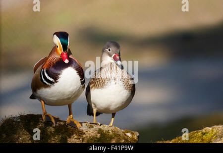 Canard mandarin (Aix galericulata) paire, Thüringen, Allemagne Banque D'Images