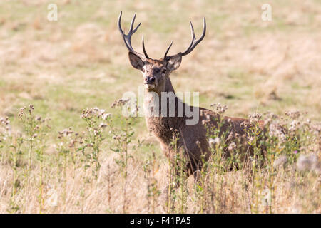 Red Deer dans la saison du rut à Wentworth Deer Park, Stainborough château près de Barnsley Banque D'Images