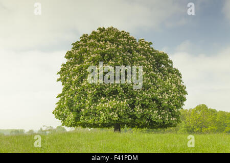 Horse Chestnut Tree en mai, Allemagne Banque D'Images