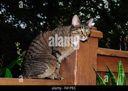 Chat Tigré domestique nommé Mini sur fence Banque D'Images