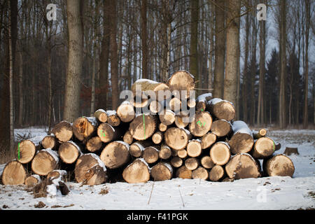 Sciage empilées sur la route Banque D'Images