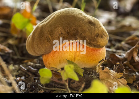 Tige en pointillés, champignons bolets de Allemagne Banque D'Images