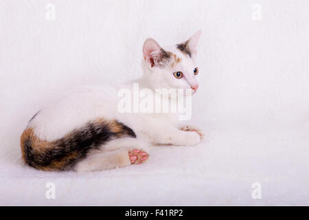 Les jeunes, chat blanc avec queue rayée Banque D'Images