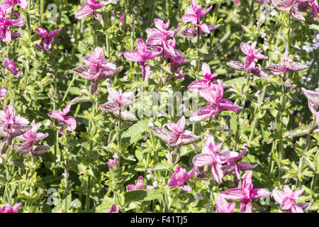 Salvia viridis 'Pink' Dimanche, Sage Banque D'Images