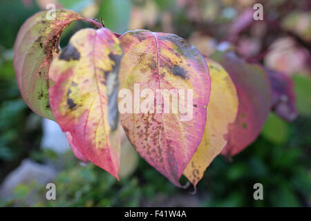 Cornouiller cornus feuilles en automne Banque D'Images