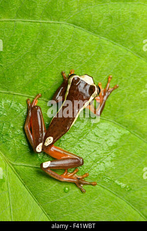 Rainette' Beireis ou blanc-leaf frog (dendropsophus leucophyllatus), de la famille des grenouilles et de leurs alliés (Hylidae) Banque D'Images