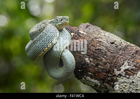 Deux rayures-pitviper, la forêt amazonienne, aussi parrotsnake ou viper palm (Bothriopsis bilineata), toxiques Banque D'Images